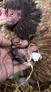 23K views · 358 reactions | One hatched First baby chick successfully | Mian Inventions | Facebook