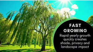 Red Pussy Willow Tree Cuttings to Grow - Fresh Cuttings, Ready to Plant - Salix Lucida, Shiny Willow - Guaranteed to Grow (2 Trees)