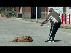 Funniest Reactions of Dogs Going to the Vet 😂