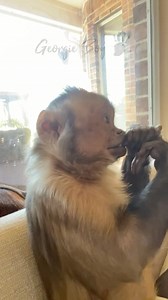 18K views · 1.7K reactions | Fun fact: Capuchin monkeys will instinctually bite their nails. It is good to let them do this so that they stay short and keep you from getting scratched too hard while your playing!  #george #memories | Georgie Boy the Monkey | Facebook