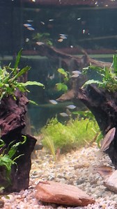 1.8K views · 94 reactions | Blessed Sunday Morning Hobbyist! First video of the elusive Empire Gudgeons @ Fishy Bizniz Farm! 762-1223 | FISHY Bizniz FARM | Facebook