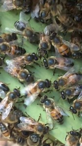 1.3K views · 71 reactions | Waggle dance to bells (turn up sound) Each dance represents the location of food or nest candidates to the foragers and scouts. The duration of the bees waggle and buzzing is proportional to the distance of the journey. | Scout Bee | Facebook