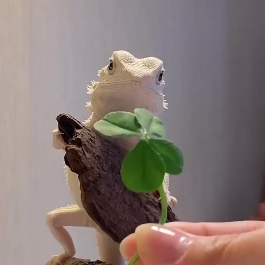 So cute........ #beardeddragoncare #beardeddragonbreeder #beardeddragonsofinsta #beardeddragonlife #beardeddragons #beardeddragon | Bearded Dragon Lovers Community