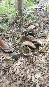 Wow ang daming bayuko/wonder snail!!😱😱 Nakatago lang pala sila sa damuhan!😲😲 #longervideos #everyoneactivefollowers #nonfollowersandviewers #viralvedio | Ian Orayan Sandigan