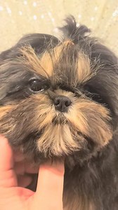 Shih tzu Dobie boy playing | Richmond Kennel