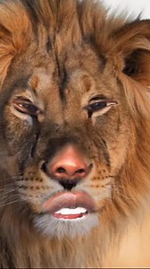 Lion chop | Chaz Bruce