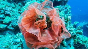 Spanish Dancer: Facts About the Dancing Nudibranch - Scuba.com