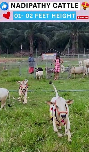 Cutest india cows ever 🐄💖 #nadipathygoshala #shorts #viral #hindi #omg #yt #cute #village #farm