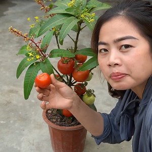 Good Idea From Tomatoes And Mango | Balcony Garden Ideas