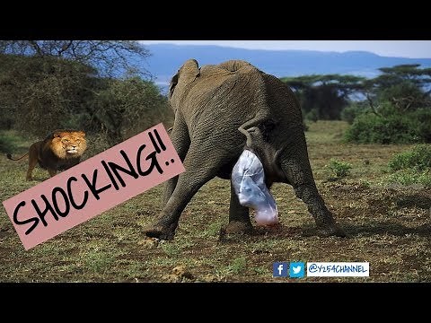 MIRACLE! ELEPHANT GIVES BIRTH TO TWINS, A FIRST IN KENYA IN 30 YEARS!!