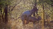 Accouplement de cerfs Sambar