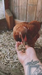 15 reactions · 5 comments | Have you tried our Mash feeds? Despite...