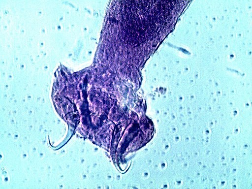 Class Monogenea - An Overview - Examples, Life Cycle, Characteristics
