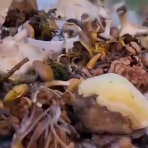 “I got into mycology through my culinary interest in mushrooms, but over the years I became more and more fascinated by the grace and mystery of the biology of fungi. I also found huge satisfaction in the kinship of fellow mycophiles.” - Eugenia Bone, nature and food journalist, speaker, and author of the Fantastic Fungi cookbook. 🧡 | Fantastic Fungi