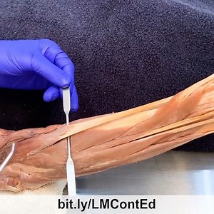 For more info: bit.ly/LMContEd  . Extensor Carpi Radialis Longus...