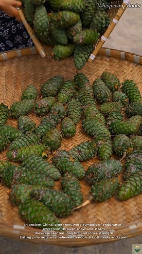Traditional Pine Nut Harvest #traditional #pine #nut #chinesefood #chineseculture For centuries, the pine tree has stood as a symbol of longevity and resilience in Chinese culture. Its seeds — pine nuts — are gathered each autumn from deep mountain forests, a ritual that celebrates harmony between people and nature. Every cone tells a story of patience: it takes years for the seeds to mature, and days of careful drying and cracking before they can be cooked. To the villagers, this is more than f
