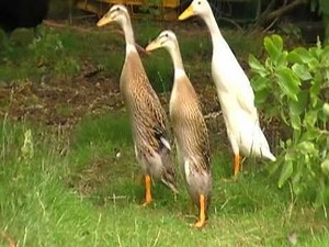Indian Runner duck - Alchetron, The Free Social Encyclopedia