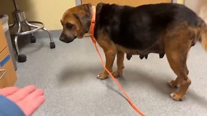 9.7K views · 714 reactions | Good Update: Venus has been rescued by...