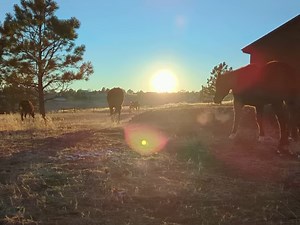 Do you use a breast collar when you ride? Here’s my advice for when it’s not necessary, and when it’s really important: | Julie Goodnight Horsemanship