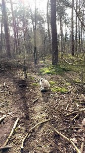 Danger the KNPV dog 😂 | Dog Training Dick Staal