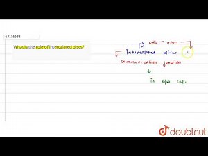 What is the role of intercalated discs?