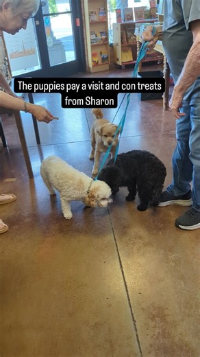 The puppies know how to work our booksellers when they visit. The black and white ones are Cavapoos from the same litter and the bigger dog is a rescue now about 12, a Shiba Inu/terrier mix. It's so hot they don't get out much . #independentbookstore @poisonedpenbookstore #poisonedpenpuppies #poisonedpenbookstore #workingtheroom #isitthedogdaysalready | The Poisoned Pen Bookstore