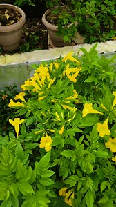 Yellow tecoma 🌼💛 | Poonam Shah
