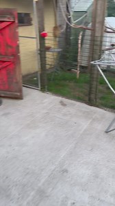 Découverte des chevaux avec une grosse peur pour Utah mais c est normal on va travailler ça ♥️ | Elevage des Monts de Thiérache