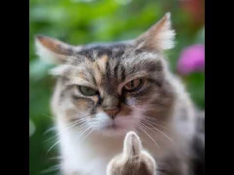 steaming rivals #rivals