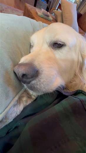 15K views · 3.6K reactions |  DisBubba Lone On Monday Lisa  Bubbacini, Boop Expert | Along Came Polly, Rosie and Bubba | Facebook