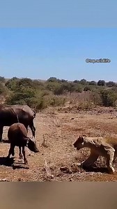 3.3K views · 19 reactions | Oh  puf | Grande Entreprise d’Abidjan-G.EA | Facebook