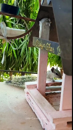 Install a Bird Feeder today !! 🐦🐦 . . . #birdfeederdiy #birdfeeders #birdfeeding #littleconversationssana #foodforbirds #ChidiyaGhar #dontcagetheminvitethem #windowguestmoments #Nature #birdsinindia #bird | How To Invite Birds