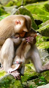 2.5K views · 37 reactions | Young Mommy Monkey Faces a Tough Parenting Challenge, Trying to End Milk Time, Yet Her Adorable Baby Persistently Begs, Touching Hearts With Pure Innocence | Monkey Of Cambodia | Facebook