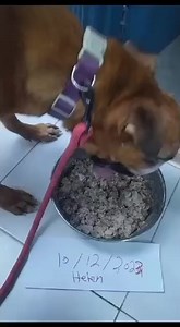 Stray Dog Support Inc. on Reels