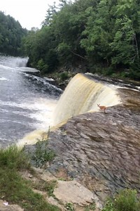 Deer falls down a 50-foot waterfall and SURVIVES!! 😲🦌 | Animal Lovers