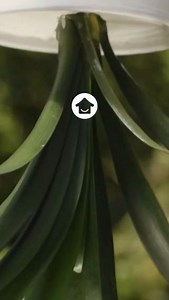 Want To Know How To Make Upside Down Planters? Find Out Here. . . . . . . . . . . #planters #upsidedown #plants #nature #diy #loveyourhome #hometriangle | Home Triangle