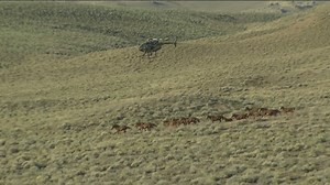 Wild horses to be adopted out by BLM