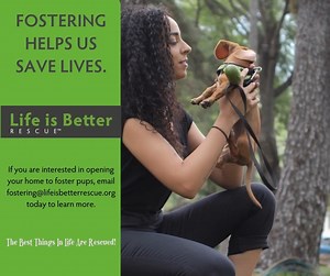 Fostering is a wonderful chance to save a life without the full-on commitment of adding a permanent family member. Being a Life is Better foster parent gives you first crack at some of the amazing animals we have coming in to rescue. Our foster parents have priority adoption status, and often know in advance of incoming animals before they are available to the public (this can include puppies, purebreds or dogs with unique traits). Visit https://lifeisbetterrescue.org/pages/involved.html today t