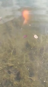 1.1K views | Outdoor Channel on Reels | Facebook