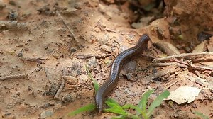 promenade en millipède : vidéo de stock (100 % libre de droit) 18945338 | Shutterstock