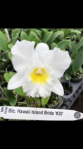 ESPECIAL DE ORQUÍDEAS BLANCAS. La orquídea blanca, posee una belleza hipnótica, es una Flor delicada, de aroma sutil, con una elegancia exquisita y cuyo toque de lujo realza cualquier espacio en donde se encuentre. Como Regalo es ideal cuando se quiere demostrar la pureza y la autenticidad de nuestro amor. Dicho esto no puedes perder esta oportunidad de tener una de estas Plantas a este bajo precio. SOLO POR HOY JUEVES 15 DE JUNIO 2023 PRECIO $29.00 MÁS IVU ESCRÍBEME POR WHATSAPP PARA ADQUIRIR L