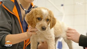 Animaux à adopter - Iris, la très énergique croisée labrador, Colonel le chat testeur du refuge