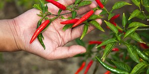 5 Cara agar Tanaman Cabai Cepat Berbuah