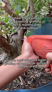 85K views · 901 reactions | Update the results after 6 months, grafting large branches with the drill method. #fblifestyle #bonsai #bonsaiwork #bonsaiinspirasi #bonsaiinspiration #bonsaitree #bonsailovers #bonsaiart #bonsaiartist #garden #gardening #gardeningtips #grafting #bonsaiworld #bonsaimania #bonsaiindonesia | Herman Key | Facebook