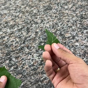 4.6K views · 34 reactions | I drank blackberry tea and this happened to my health! | Tips and Tricks | Facebook