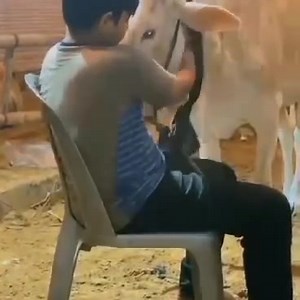 1.1K views · 27 reactions | Page Member Mohamed Abbas ki qurbani ki Bachri MashaAlllah ❣️ Janwar se esi Muhabbat ho jty hai Dil NH karta usko ziba karny ka par Allah pak ko yahe manzor hai ❣️ Allah pak se Dua yahe hai hum sbki qurbani qubool farmaye Ameen 殺 | Karachi Cow Lovers | Facebook
