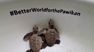 The third batch of hawksbill sea turtle hatchlings for the year is released into the sea at Aboitiz Cleanergy Park in Punta Dumalag, Davao City on Friday (Jan. 23, 2026), advancing “pawikan” conservation efforts. Davao Light and Aboitiz Foundation thanked partners and volunteers for helping protect the critically endangered species. | PNA video by Robinson Niñal Jr. | Philippine News Agency