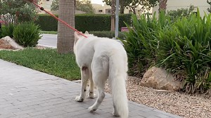 5.4K views · 396 reactions | 懶White German Shepherd In Dubai Very Beautiful 朗 Dog VIP White German Shepherd 懶 #WhiteGermanShepherd #verybeautifulwhitegermanshepherdindubai #dogsindubai | 100k..Bully Dog | Facebook
