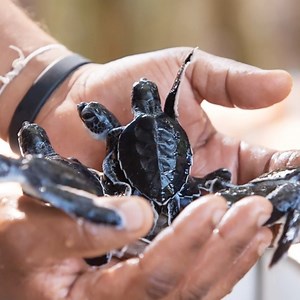 18 reactions | The CFC cause of the week is Environmental Protection....