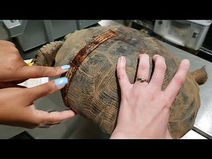 We see a lot of shell fracture injuries here at ECWR. Every case is different though and so their treatment plans can vary based on how large the fracture or wound is, where it is located, how fresh it is, etc! For this patient, we opted for some topical antibiotics with bandaging, along with some pain medications and rehydration, in order to get him on the road to recovery! #TechTalkTuesday #ReptileRehab #FloridaWildlife | Emerald Coast Wildlife Refuge